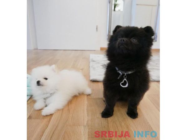 Na prodaju dva slatka šteneta pomeranca