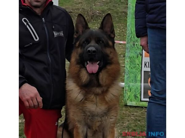 Nemacki ovcar