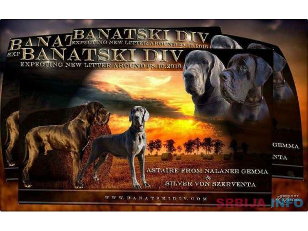 NEMACKE DOGE - crno plave kombinacije