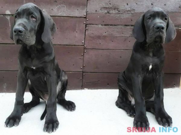 NEMACKE DOGE - crno plave kombinacije