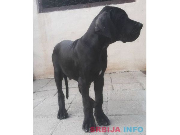 NEMACKE DOGE - crno plave kombinacije