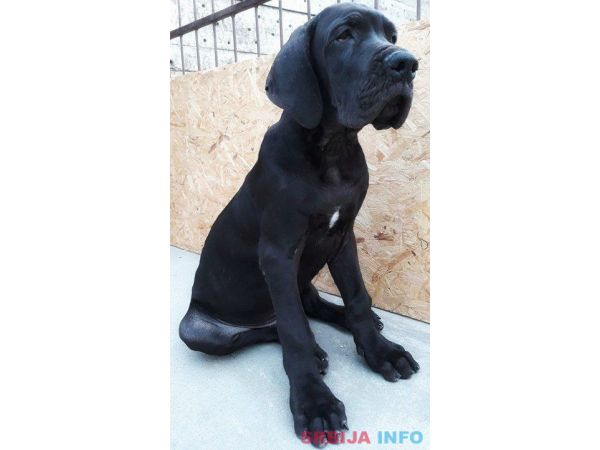 NEMACKE DOGE - crno plave kombinacije