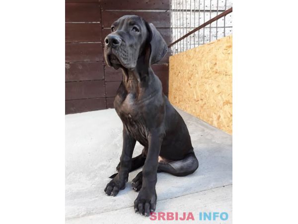 NEMACKE DOGE - crno plave kombinacije