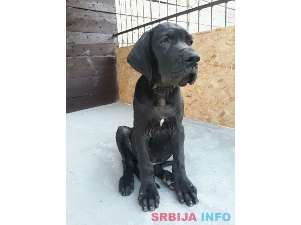 NEMACKE DOGE - crno plave kombinacije