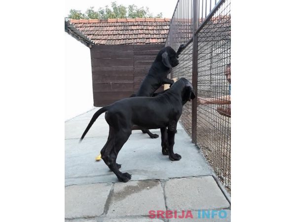 NEMACKE DOGE - crno plave kombinacije