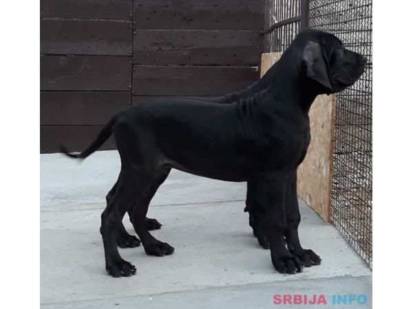 NEMACKE DOGE - crno plave kombinacije