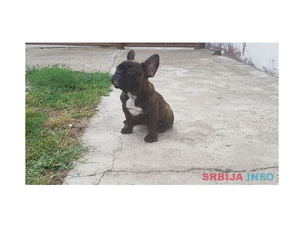 Francuski buldog &scaron;tenci na prodaju 