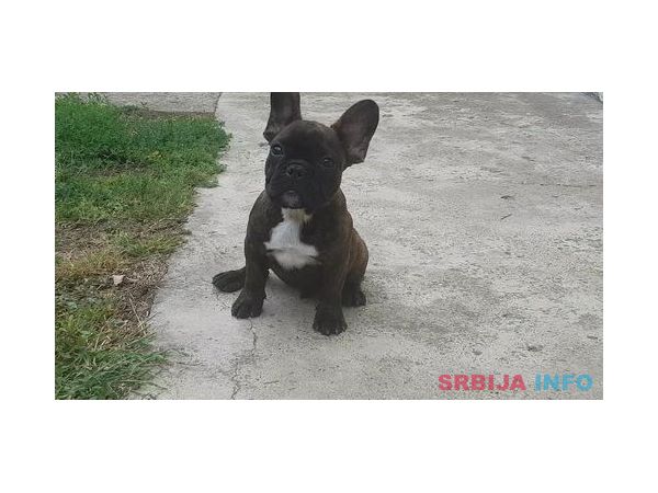 Francuski buldog &scaron;tenci na prodaju 