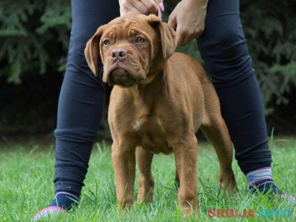 BORDOSKE DOGE vrhunskog porekla