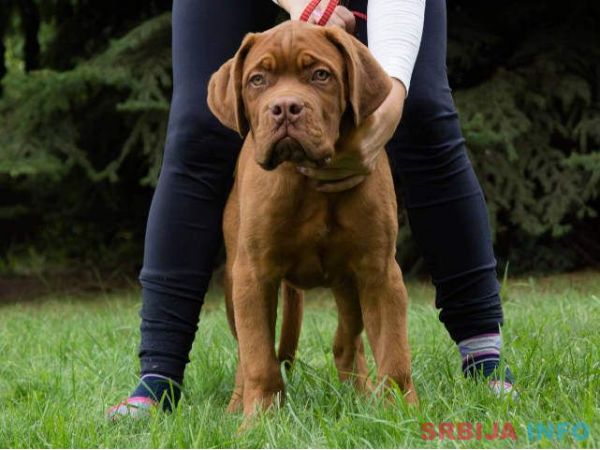 BORDOSKE DOGE vrhunskog porekla