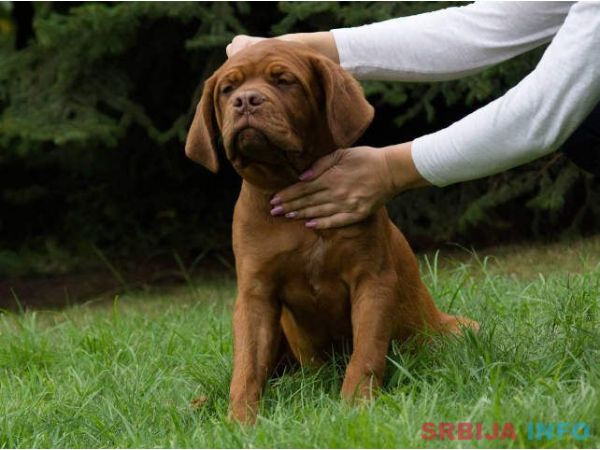 BORDOSKE DOGE vrhunskog porekla