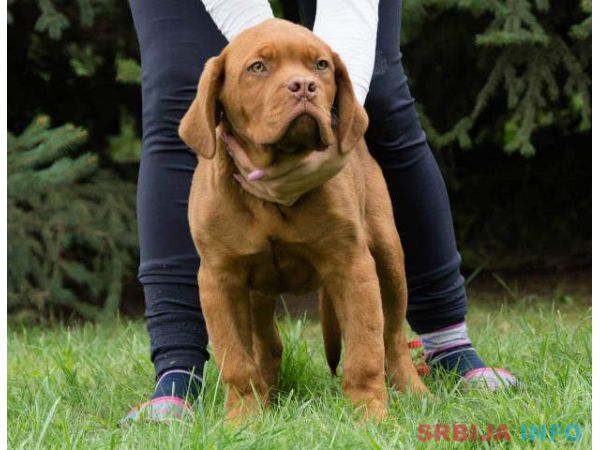 BORDOSKE DOGE vrhunskog porekla