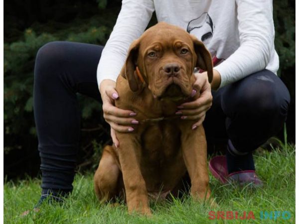 BORDOSKE DOGE vrhunskog porekla