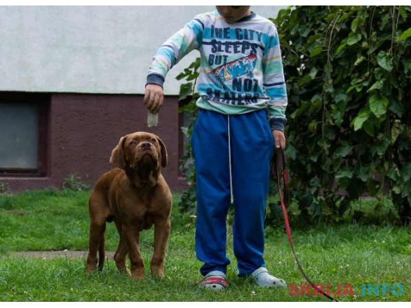 BORDOSKE DOGE vrhunskog porekla