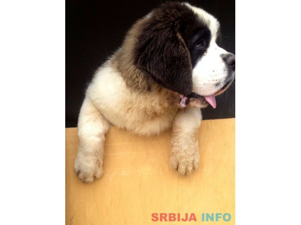 &Scaron;tenci bernardinca