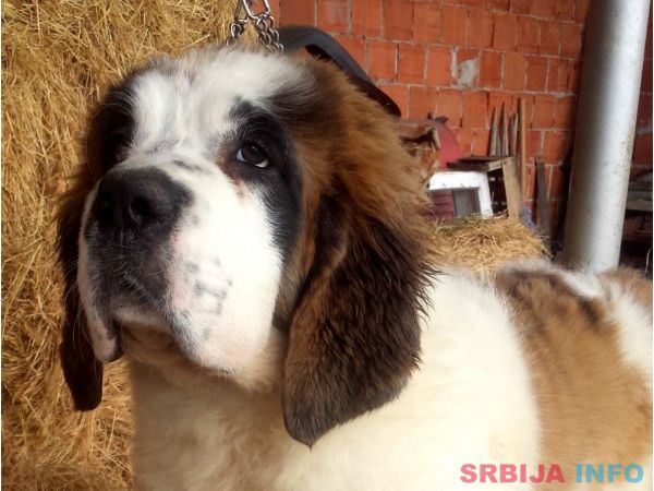 &Scaron;tenci bernardinca