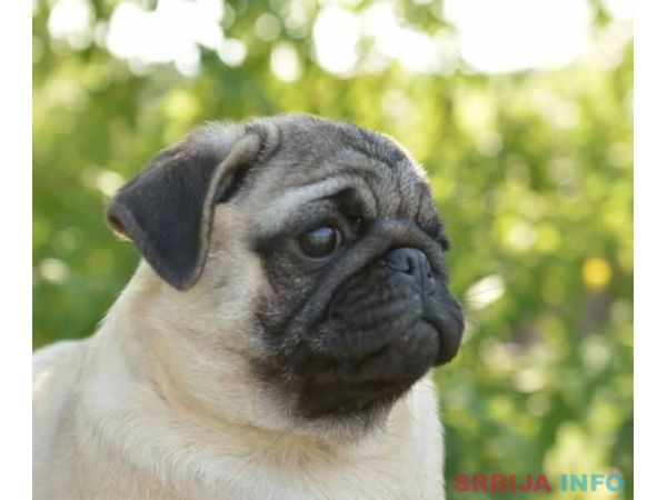 MOPS stenci bez boje