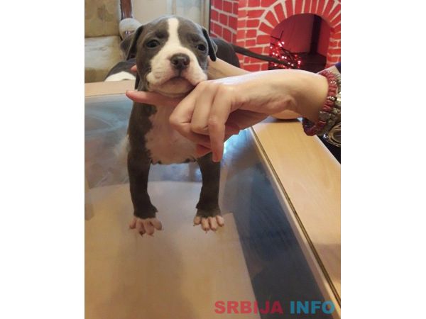 Plavi Americki stafordski terijeri