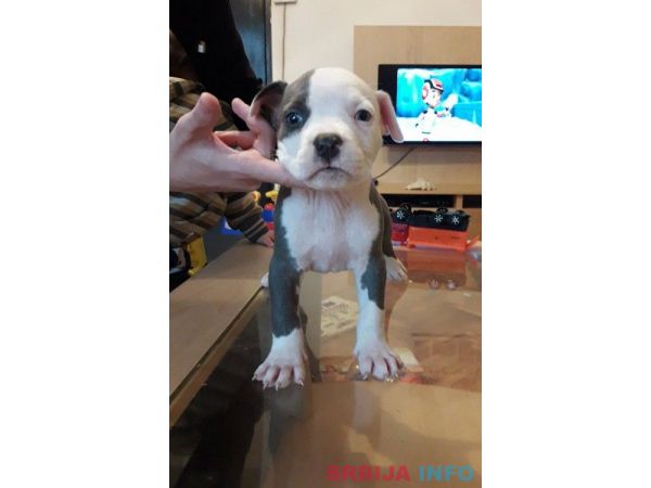 Plavi Americki stafordski terijeri