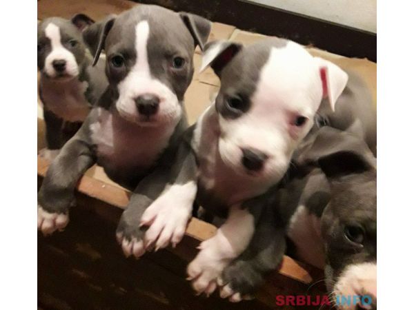 Plavi Americki stafordski terijeri