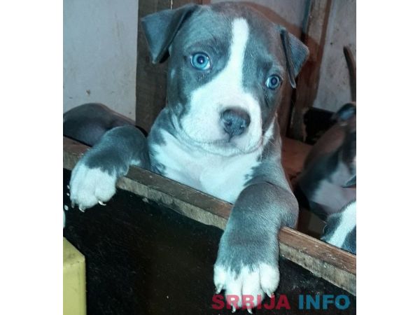 Plavi Americki stafordski terijeri