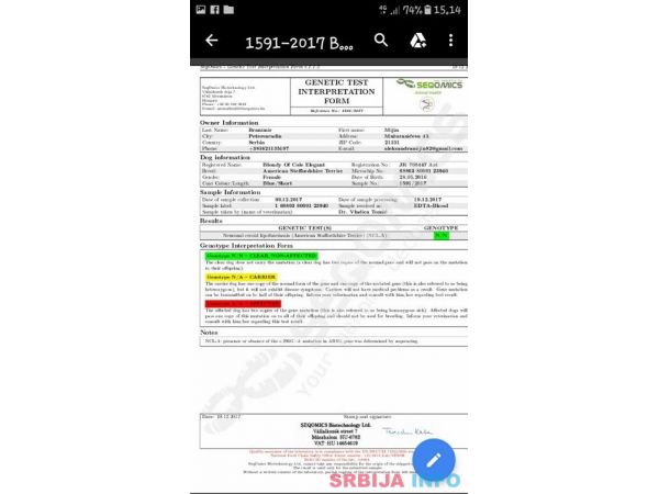 Plavi Americki stafordski terijeri