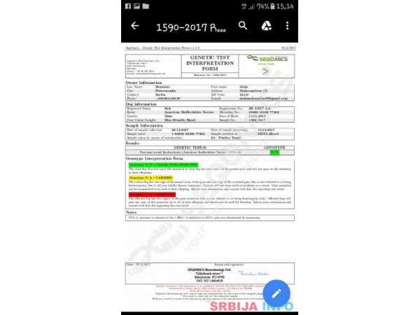 Plavi Americki stafordski terijeri