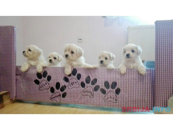 Maltezeri na prodaju!