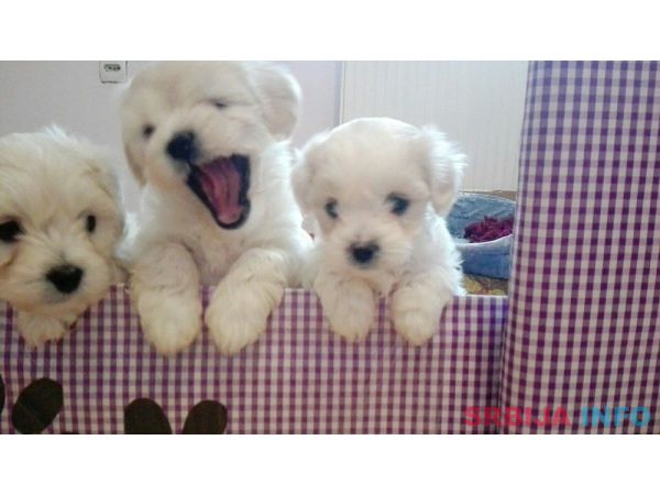 Maltezeri na prodaju!