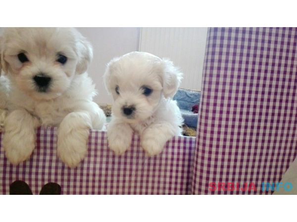 Maltezeri na prodaju!