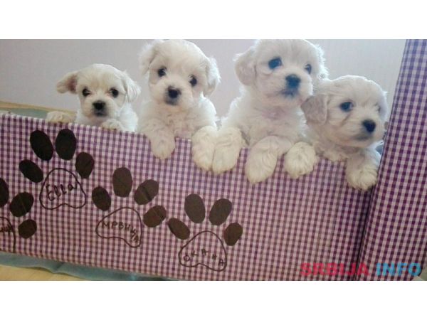 Maltezeri na prodaju!