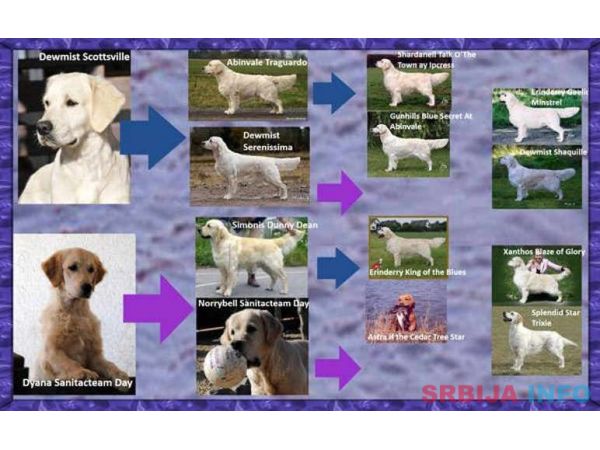 ZLATNI RETRIVER - vrhunska zenkica