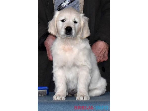 ZLATNI RETRIVER - vrhunska zenkica