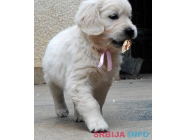 ZLATNI RETRIVER - vrhunska zenkica