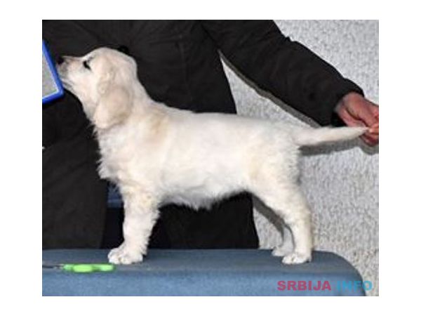 ZLATNI RETRIVER - vrhunska zenkica