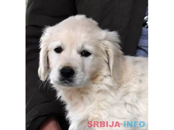 ZLATNI RETRIVER - vrhunska zenkica