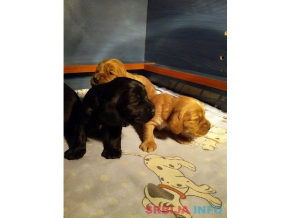 ENGLESKI KOKER SPANIJEL stenci na prodaj