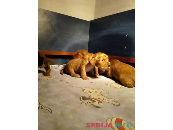 ENGLESKI KOKER SPANIJEL stenci na prodaj