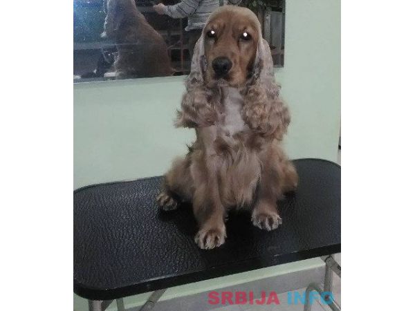 ENGLESKI KOKER SPANIJEL stenci na prodaj