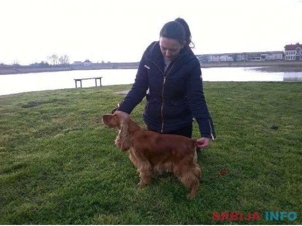 ENGLESKI KOKER SPANIJEL stenci na prodaj