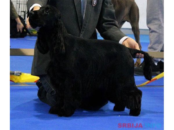 ENGLESKI KOKER SPANIJEL stenci na prodaj