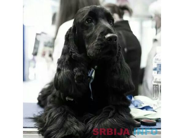 ENGLESKI KOKER SPANIJEL stenci na prodaj