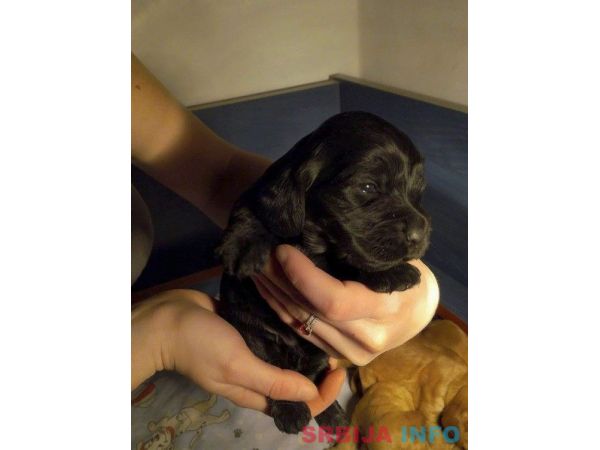 ENGLESKI KOKER SPANIJEL stenci na prodaj