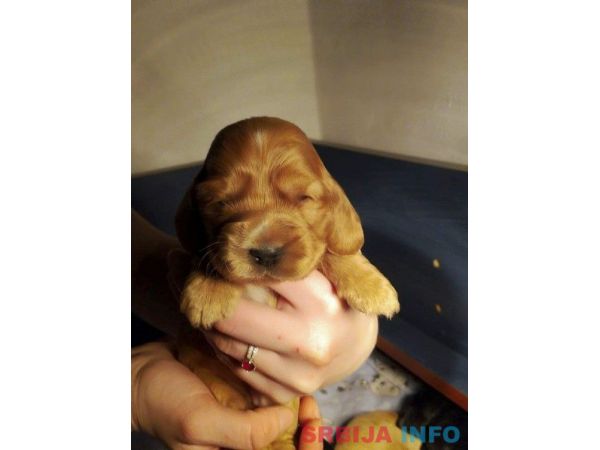 ENGLESKI KOKER SPANIJEL stenci na prodaj