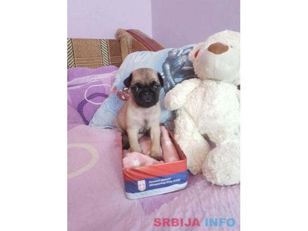 MOPS stenci na prodaju sa papirima