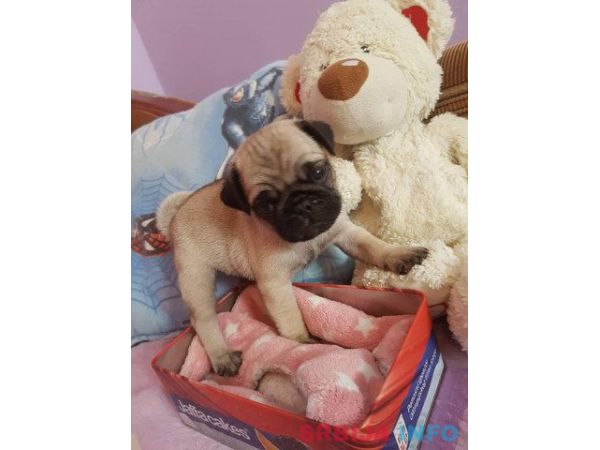 MOPS stenci na prodaju sa papirima