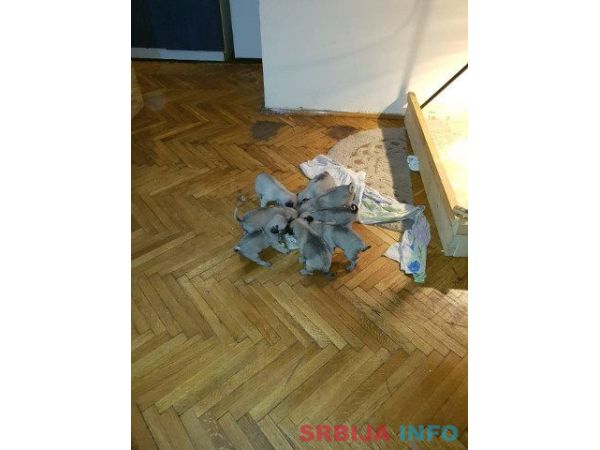 MOPS stenci na prodaju sa papirima