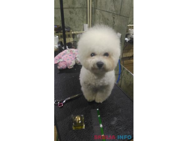 Ulepsavanje malih rasa pasa i ljubimaca