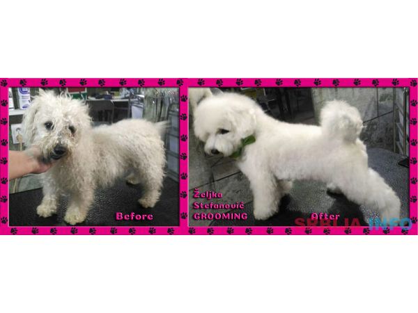 Ulepsavanje malih rasa pasa i ljubimaca