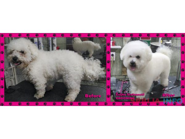 Ulepsavanje malih rasa pasa i ljubimaca